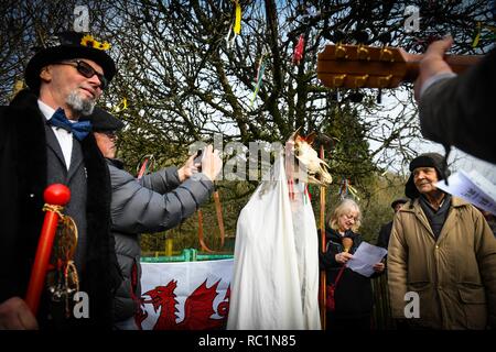 Gower, Swansea, Wales. Sonntag, 13.Januar 2019 Menschen in ganz Wales in die alte Tradition der Feiern des neuen Jahres am 13. Januar, als Alternative zu den üblichen Weihnachten und das neue Jahr feiern. Abgebildet sind Besucher und Freiwilligen auf der Gower Heritage Centre, South Wales, die an den Wassail Festival, das die alte Tradition des Segens äpfel Bäume, geführt von einem Mari Lwyd, einer alten l Waliser Brauch, sieht eine Pferde Scull in einem Pol führende Leute in einer Parade von Haus im Dorf Segen der neuen Jahre Haus montiert. Credit: R Stockfoto