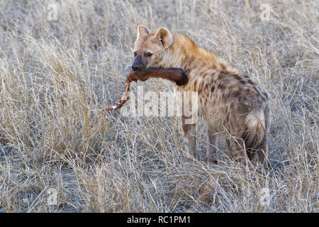 Tüpfelhyäne (Crocuta crocuta), Erwachsener, mit einem Stück Fleisch in den Mund, am Abend, Krüger Nationalpark, Südafrika, Afrika Stockfoto