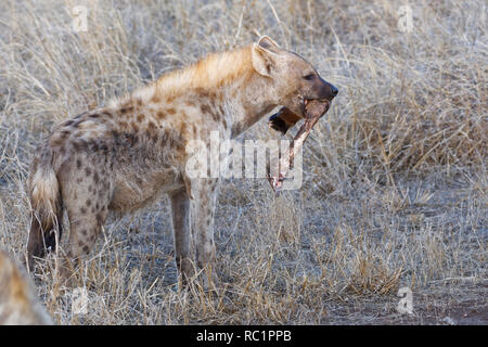 Tüpfelhyäne (Crocuta crocuta), Erwachsener, mit einem Stück Fleisch in den Mund, am Abend, Krüger Nationalpark, Südafrika, Afrika Stockfoto