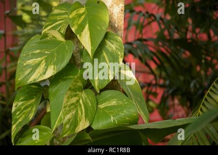 Einige sehr schöne Glück Geld Anlage (Epipremnum aureum) in Nahaufnahme und selektive Fokussierung für Hintergrund Stockfoto