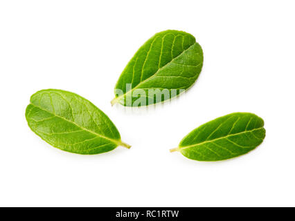 Blaubeeren oder Preiselbeeren, grüne Blätter. Frisches Blatt von Blueberry auf weißem Hintergrund. Stockfoto