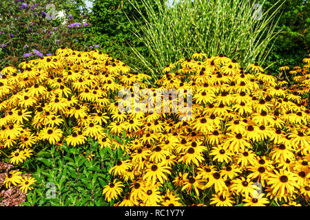 Schwarze Augen susan Rudbeckia Goldsturm Garten Grenze Stockfoto