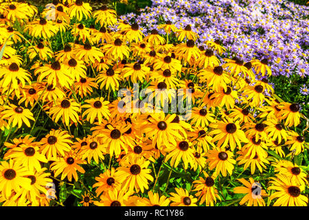 Schwarz-äugige Susan Rudbeckia Goldsturm, gelbe Blumen, Gartenumrandung Stockfoto