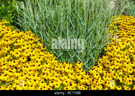 Schwarze Augen susan Rudbeckia Goldsturm, gelbe Blumen, Gartenrand Miscanthus Zebragras Stockfoto