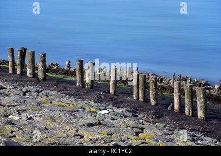 Reihe von verwitterten Holzpfähle auf einem Deich an der Küste der Oosterschelde Mündung auf der Insel Noord-Beveland, Niederlande, mit Schichten von Basalt, Stockfoto