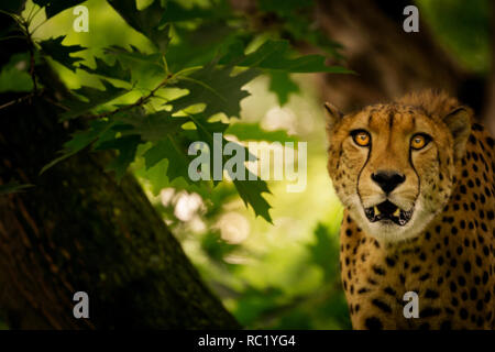 Nahaufnahme eines Leopard (Panthera pardus) mit offenem Mund auf einen Baum in die Kamera gerichtet. Porträt einer wunderschönen Leopard mit hypnotischen Lo Stockfoto