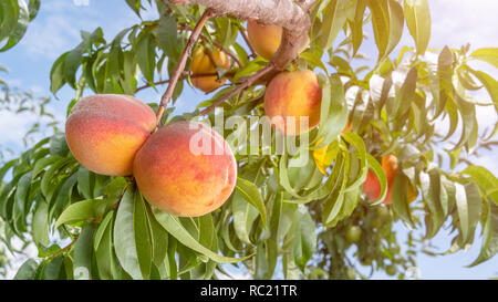 Frische Peach Tree closeup mit Früchten und Blättern in der Sonne. Kopieren Sie Raum, Toning Stockfoto