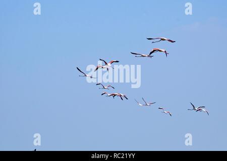 Gruppe von Flamingos in den Damm Rückstau Stockfoto