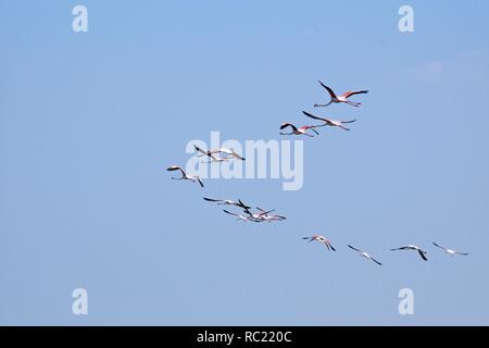 Gruppe von Flamingos in den Damm Rückstau Stockfoto