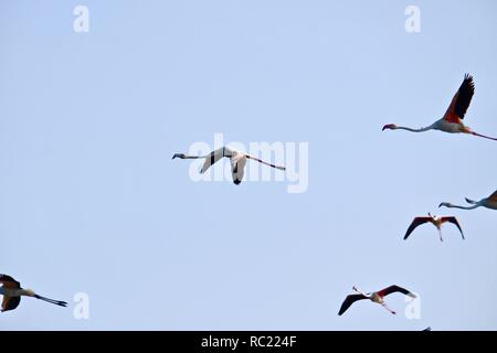 Gruppe von Flamingos in den Damm Rückstau Stockfoto