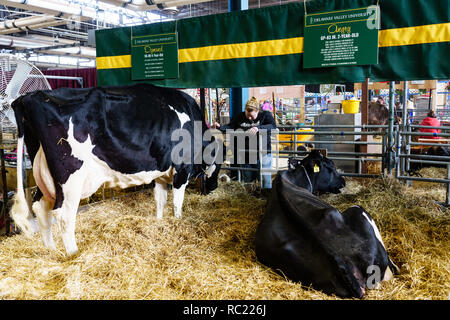 Harrisburg, PA, USA - Januar 9, 2019: Milchkühe warten auf Wettbewerb und wenn Sie gewinnen, Auktion an der PA Farm Show. Stockfoto