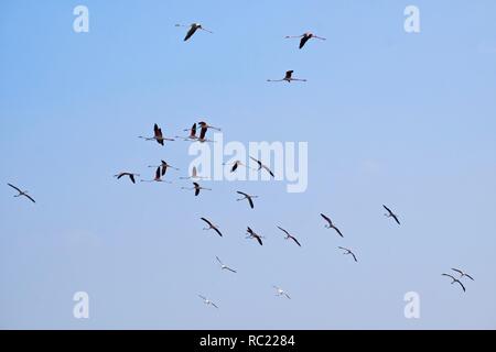 Gruppe von Flamingos in den Damm Rückstau Stockfoto