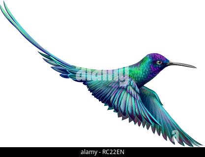 Hummingbird von einem Splash von Aquarell, handgezeichnete Skizze Stock Vektor