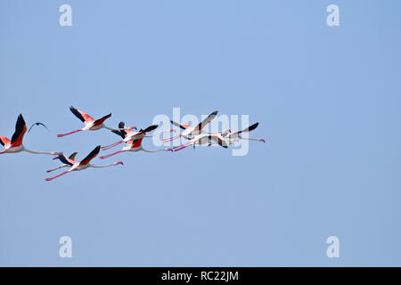 Gruppe von Flamingos in den Damm Rückstau Stockfoto