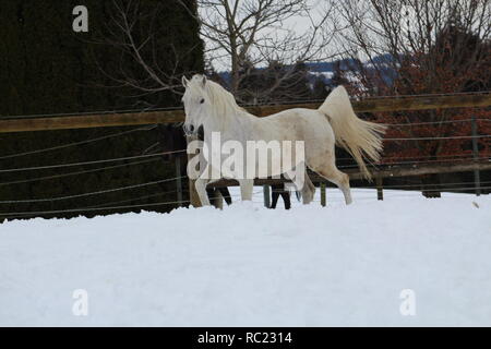 Weißes Pferd Laufen Galopp Stockfoto