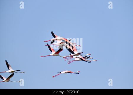 Gruppe von Flamingos in den Damm Rückstau Stockfoto