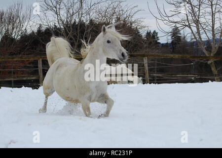 Weißes Pferd Laufen Galopp Stockfoto