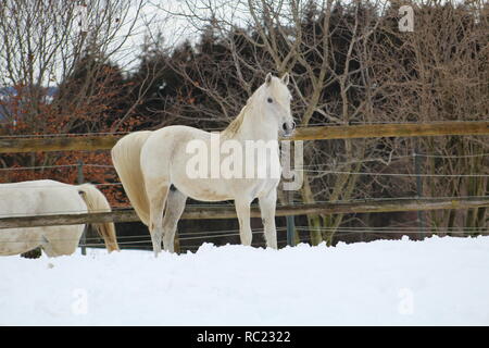 Weißes Pferd Laufen Galopp Stockfoto