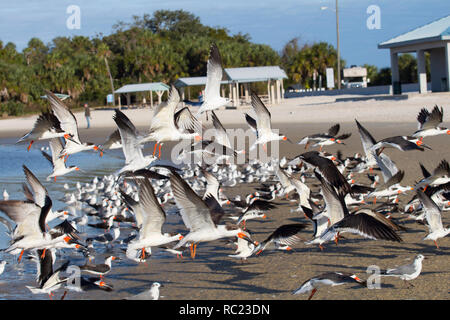 Schwarz Schaumlöffel, Rynchops niger, auf einem Florida Beach. Stockfoto