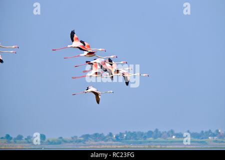 Gruppe von Flamingos in den Damm Rückstau Stockfoto