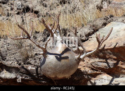 Elefantenfußpflanze (Pachypodium rosulatum) in Madagaskar Stockfoto