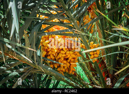 Bündel von reife, gelbe Termine auf eine Palme in Marokko. Palm Datum Früchte am Baum Stockfoto