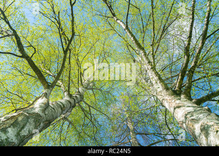 Auf der Suche nach oben durch Silber Birken mit Feder Wachstum im Kontrast zu weißen Baumstämmen. Stockfoto