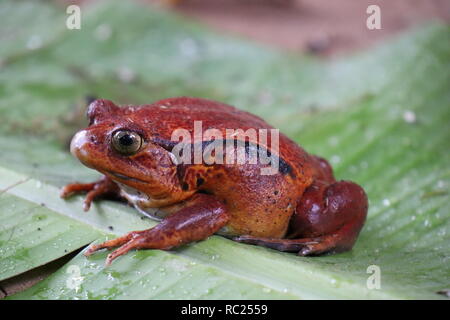 Tomatenfrosch (Dyscophus antongilii) in Madagaskar Stockfoto