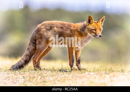 Red Fox (Vulpes vulpes) in der natürlichen Vegetation. Diese schöne wilde Tiere der Wildnis. Stehen und an der Seite. Stockfoto