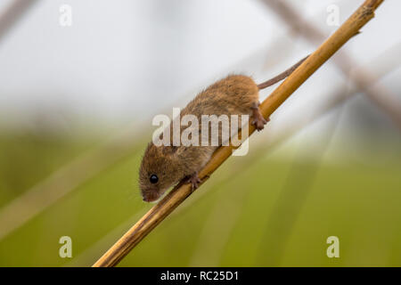 Ernte Maus (Micromys Minutus) mit greifschwanz Klettern in Schilf (Phragmites australis) in natürlichen Lebensraum Moor Stockfoto