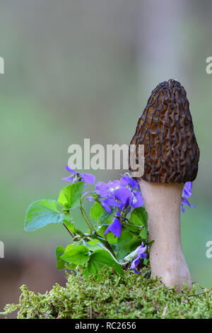 Der frühe Frühling Schwarz Morel Pilz oder Morchella Conica wachsen in einer Moss zusammen mit Feder wilde Veilchen gegen grüne bokeh Hintergrund Stockfoto
