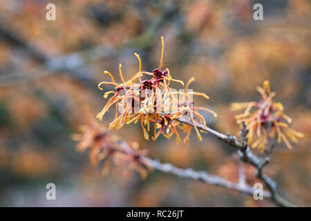 Hamamelis x intermedia 'Aphrodite' Blumen. Stockfoto