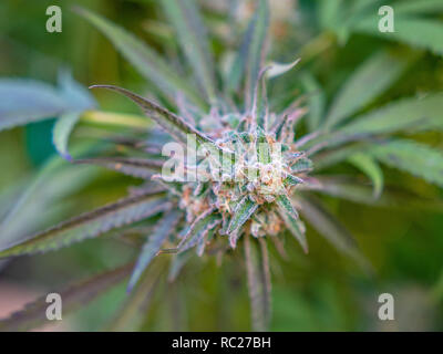Blütenknospen von Cannabispflanzen, die im Freien wachsen, stehen für legalen Cannabisanbau, Landwirtschaft und medizinische Pflanzenproduktion. Stockfoto