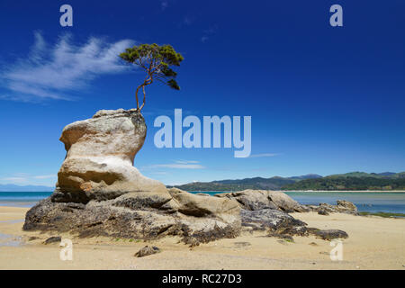 Einsamer Baum die lebenspraktikanten Leben auf einem Felsen mit einer Farn geformte Wolke hinter in Tinline Bay, Abel Tasman National Park, Neuseeland. Stockfoto