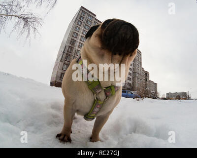 Hund Spaziergänge im Winter. Pug steht auf weißem Schnee. Pug Spaziergänge in der Stadt. Stockfoto