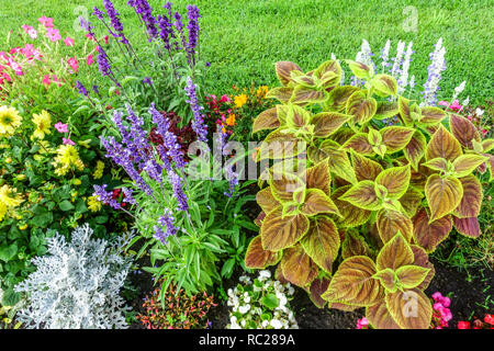 Alljährlicher Blumengarten, Coleus Salvias Begonia Stockfoto