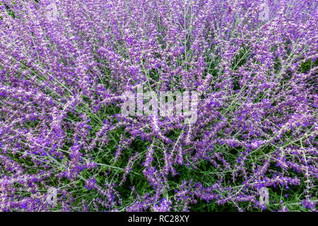 Aromatischer Strauch, Russischer Salbei Perovskia atriplicifolia Purple Garden Flowers Strauchby Salvia yangii Lavendelfarbe Stockfoto