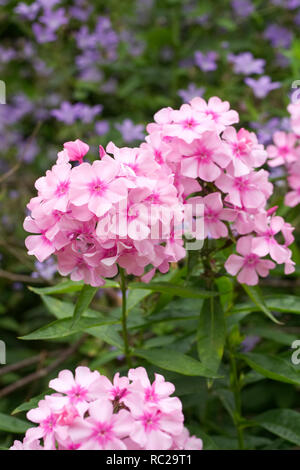 Phlox Paniculata "Glamis" Blumen in einem krautigen Grenze. Stockfoto