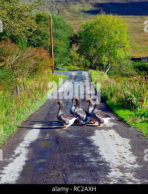 Gänse Überqueren einer ruhigen Straße in einem abgelegenen Teil von Galway, Irland. Stockfoto