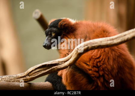 Rote Haare/Fell lemur auf der Branche. Stockfoto
