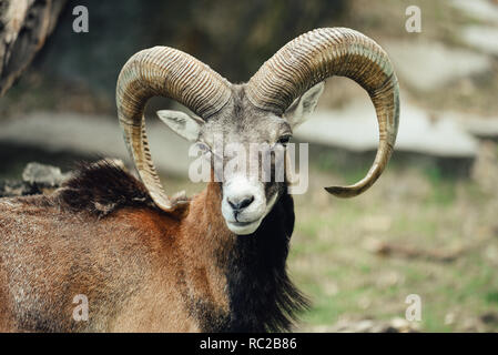 Porträt des Mufflons ram/Ziege. Stockfoto