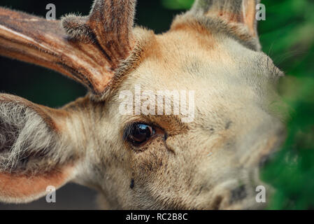Nahaufnahme auf das Auge des Hirsches. Stockfoto