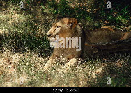 Löwin liegt im Gras, im Schatten. Stockfoto