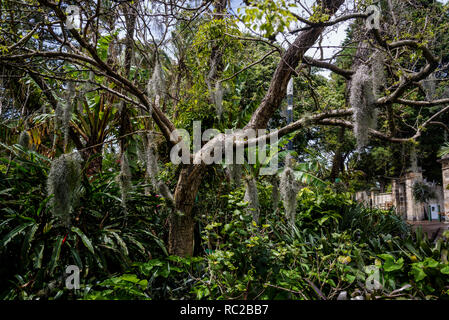 Bromelia Pflanzen auf Nord-Indische Palisander - Dalbergia sissoo, Royal Botanic Gardens, Sydney, NSW, Australien Stockfoto