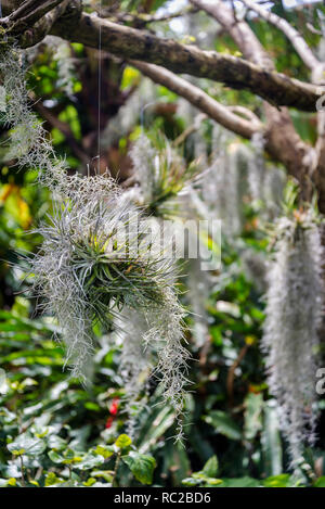 Bromelia Pflanzen auf Nord-Indische Palisander - Dalbergia sissoo, Royal Botanic Gardens, Sydney, NSW, Australien Stockfoto