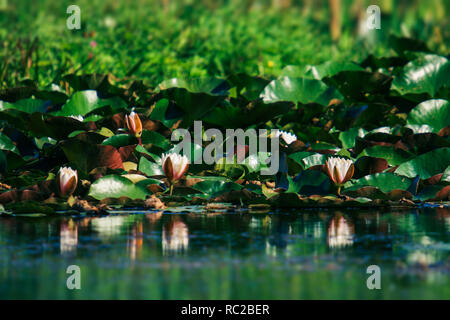 Lilien in den Teich. Blick auf die halb offene Rosa/weiße Seerose Blume blühen in den Teich. Stockfoto