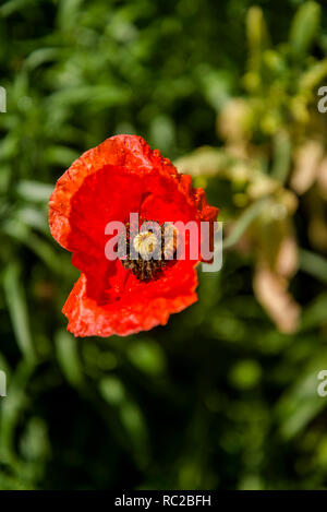Red Poppy Flower, Royal Botanic Gardens, Sydney, NSW, Australien Stockfoto