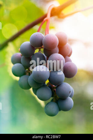 Bündel Wein trauben bereit geerntet zu werden. Stockfoto