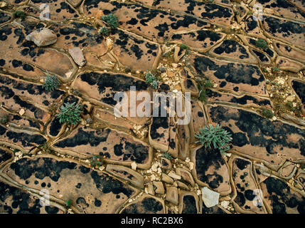 Meer Pinks und Meer Plantin wachsen in Spalten zwischen Sandstein Pflaster durch die Wellen über Klippen am Borwick, Mainland Orkney, Schottland brechen erodiert. Stockfoto