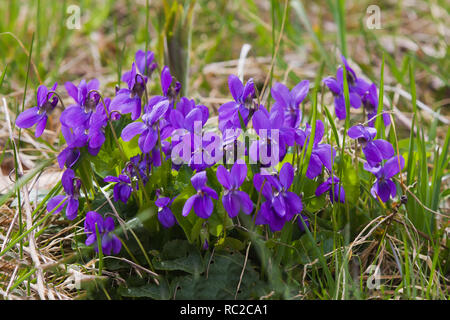 Holz Veilchen (Viola odorata) eine Art der Gattung Viola die in Europa und in Asien als süße Violett oder Deutsch violett bekannt Stockfoto